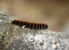 Attention aux chenilles urticantes