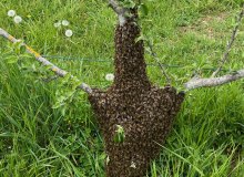 Vous êtes témoin d'un essaimage d'une colonie d'abeille ?