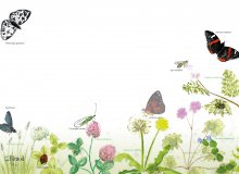 Zone expérimentale ville-nature : quand le sauvage fait son retour