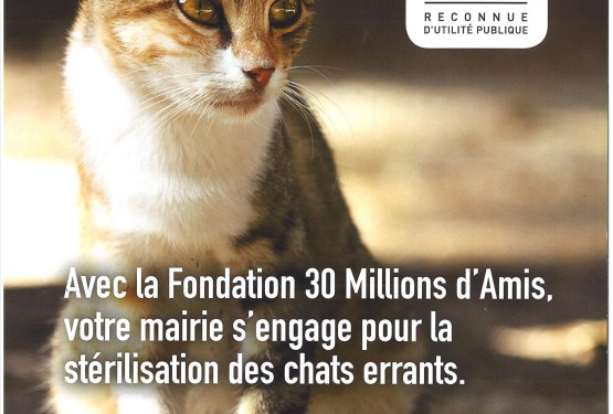 Belledocats : l'association identifie et stérilise les chats libres