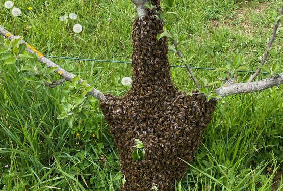 Vous êtes témoin d'un essaimage d'une colonie d'abeille ?
