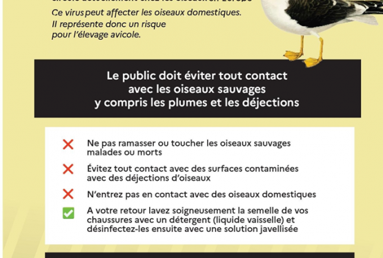 Influenza aviaire sur le secteur de Pont-à-Mousson