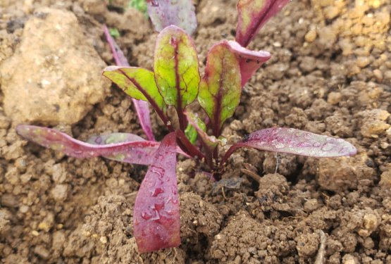 AMAP'apotage : des produits bio, de saison, locaux et en circuits courts