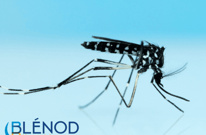 Attention aux moustiques tigres !
