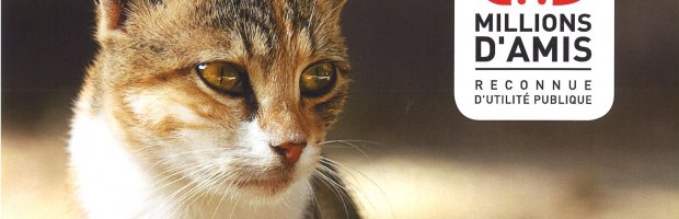 Belledocats : l'association identifie et stérilise les chats libres