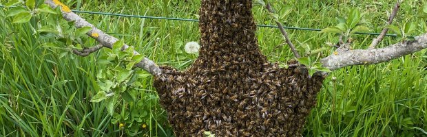 Vous êtes témoin d'un essaimage d'une colonie d'abeille ?